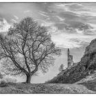 Baum und Burgruine