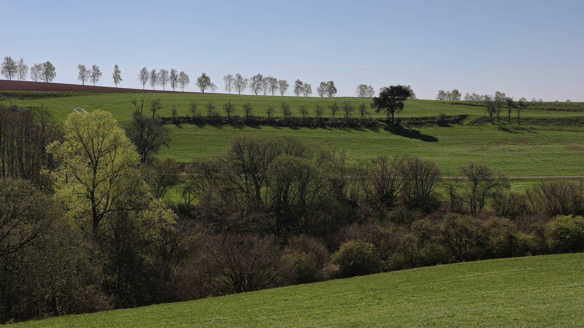 Baum- und Buschreihen (2019_04_18_EOS 100D_4592_ji)