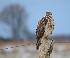 Baum und Buteo