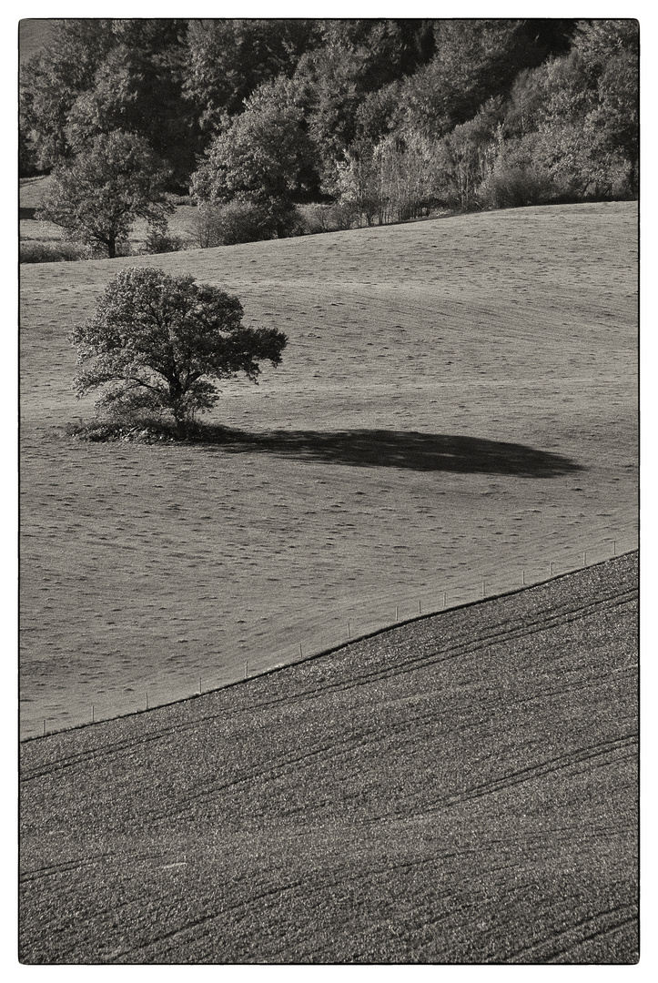 Baum und Feld