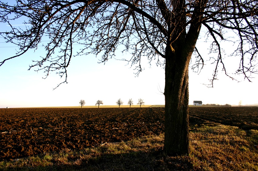 baum und feld