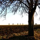 baum und feld