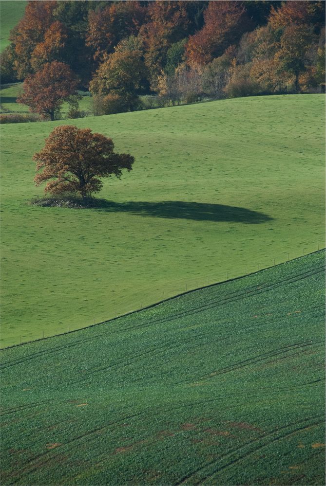 Baum und Feld.col.