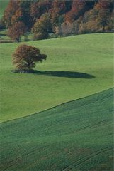 Baum und Feld.col.