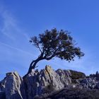 Baum und Fels