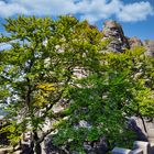 Baum und Felsen