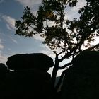 Baum und Felsen im Gegenlicht