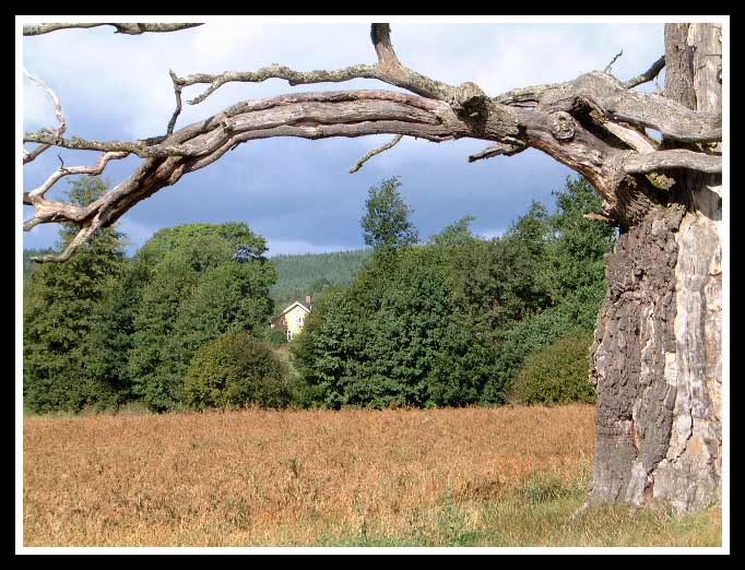 Baum und gelbes Haus