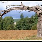 Baum und gelbes Haus