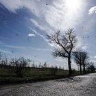 baum und gewitter