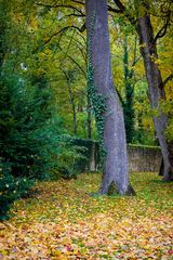 Baum und Herbst fc