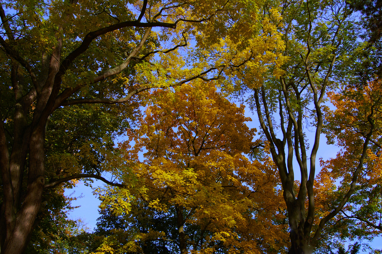 Baum und Himmel