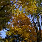 Baum und Himmel