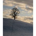 Baum und Himmel