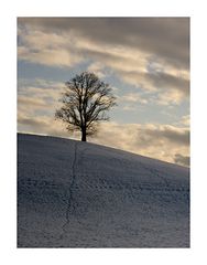 Baum und Himmel