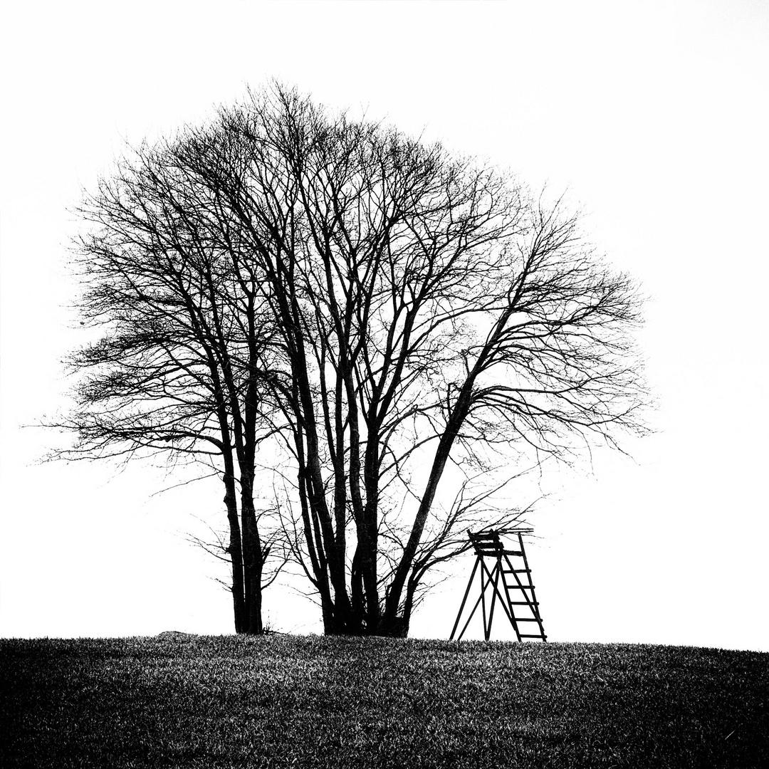 Baum und Hochsitz