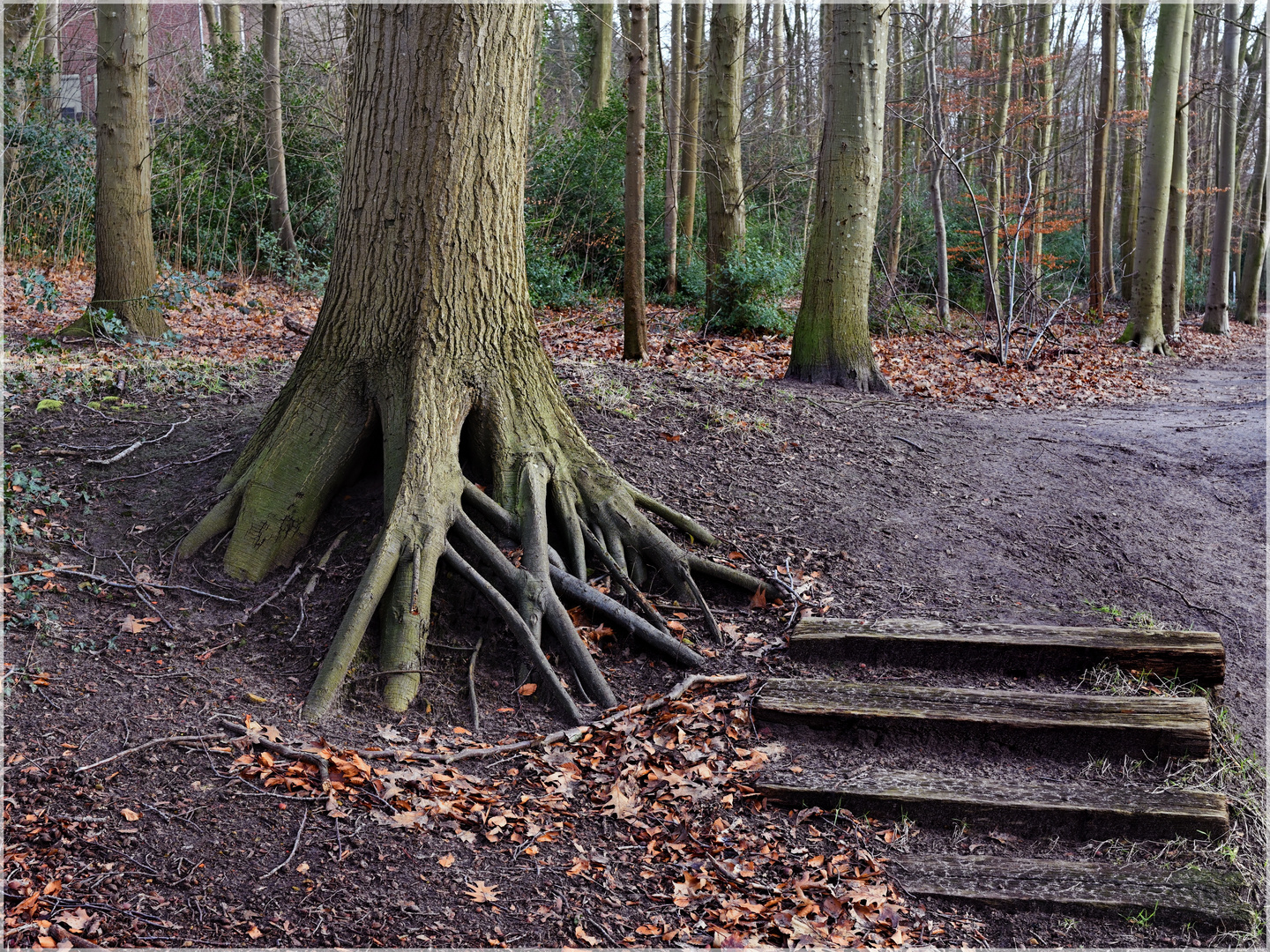 Baum und Holzstufen