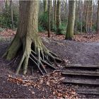 Baum und Holzstufen