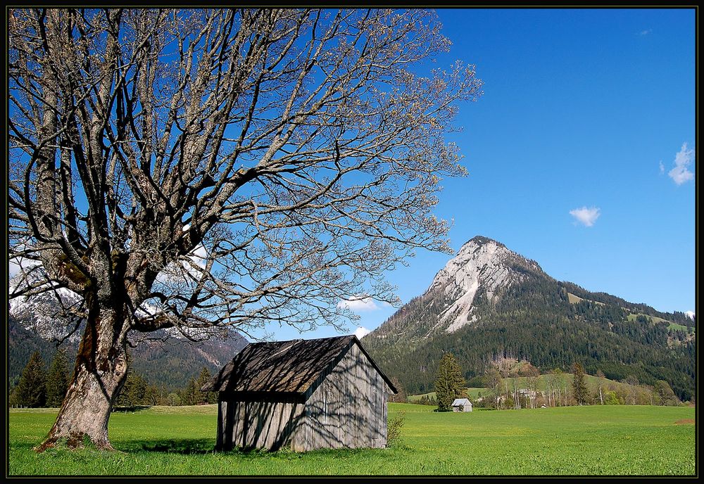 Baum und Hütte 2008