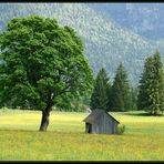 Baum und Hütte 2012