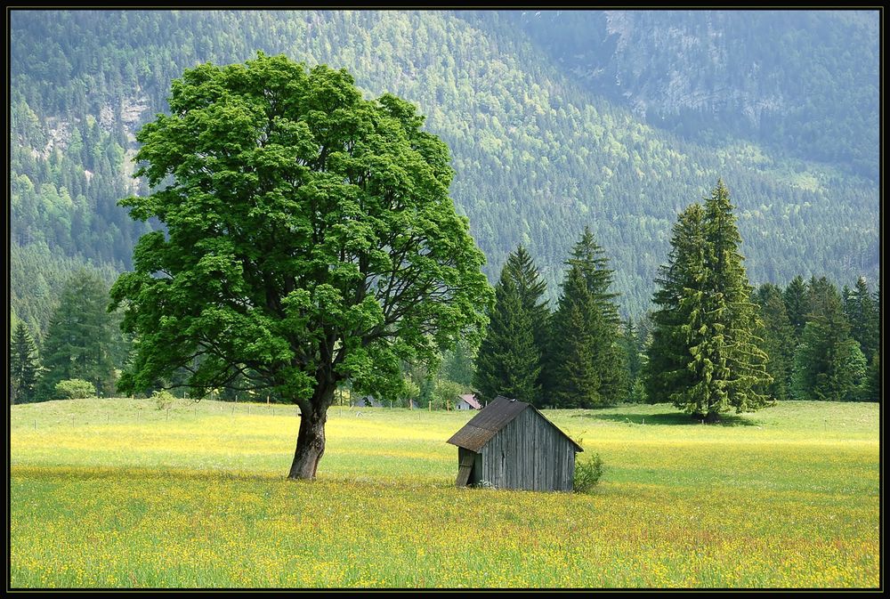 Baum und Hütte 2012