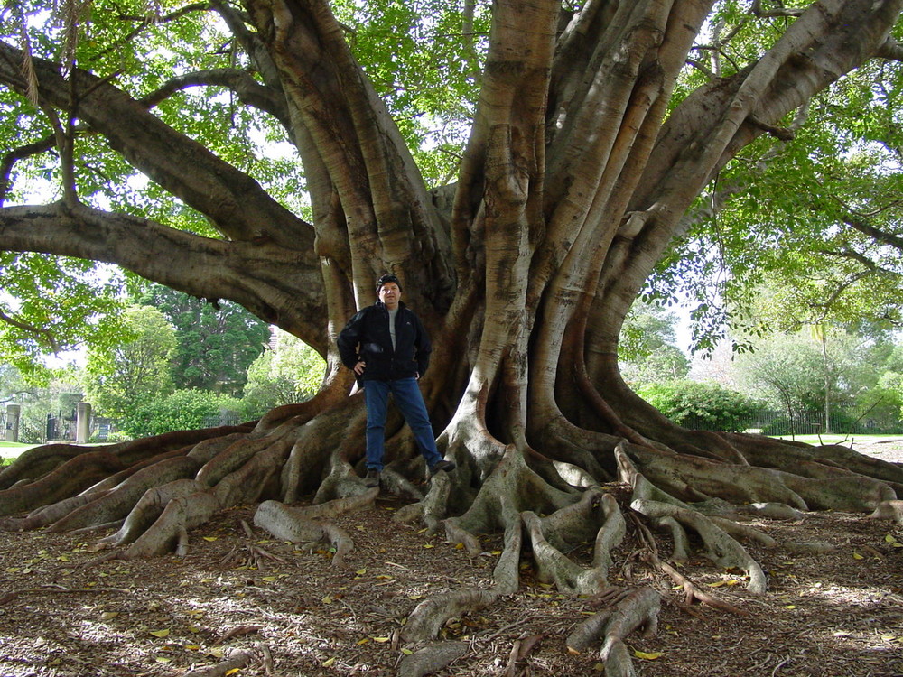 Baum und Ich in Sidney