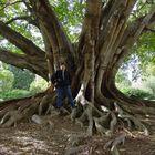 Baum und Ich in Sidney