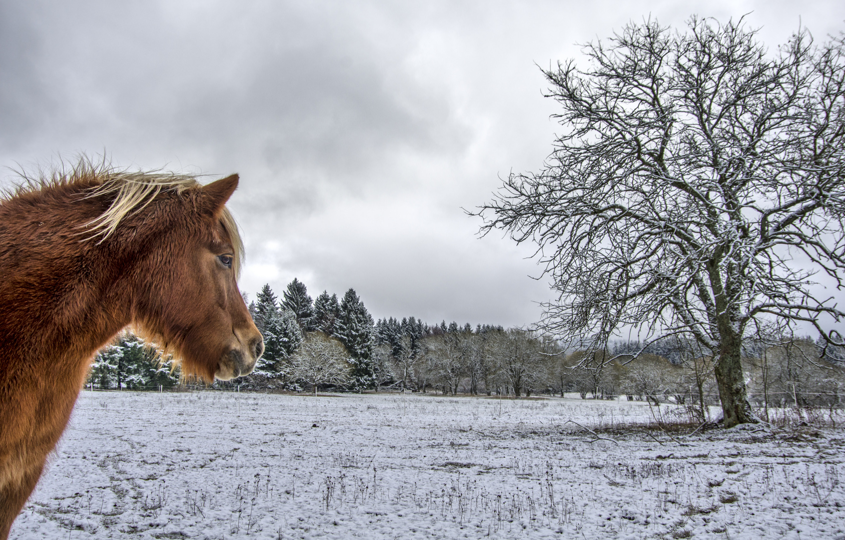 Baum und Island Pony