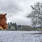 Baum und Island Pony