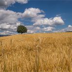 Baum und Kornfeld