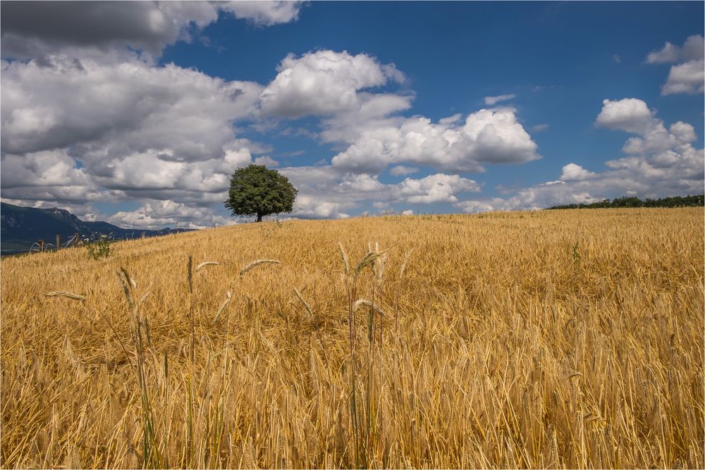 Baum und Kornfeld