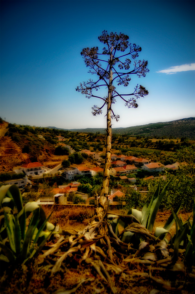 Baum und Landschaft in Portugal