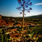 Baum und Landschaft in Portugal