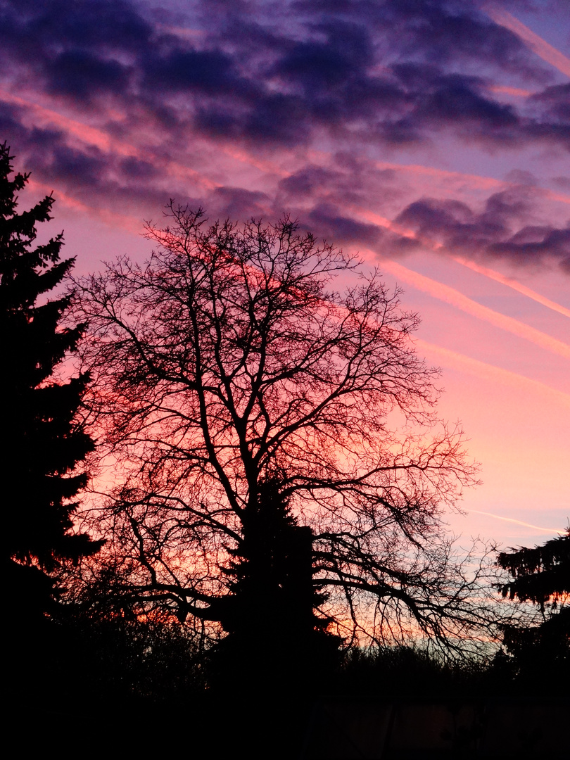 Baum und Licht