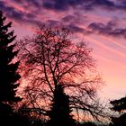 Baum und Licht