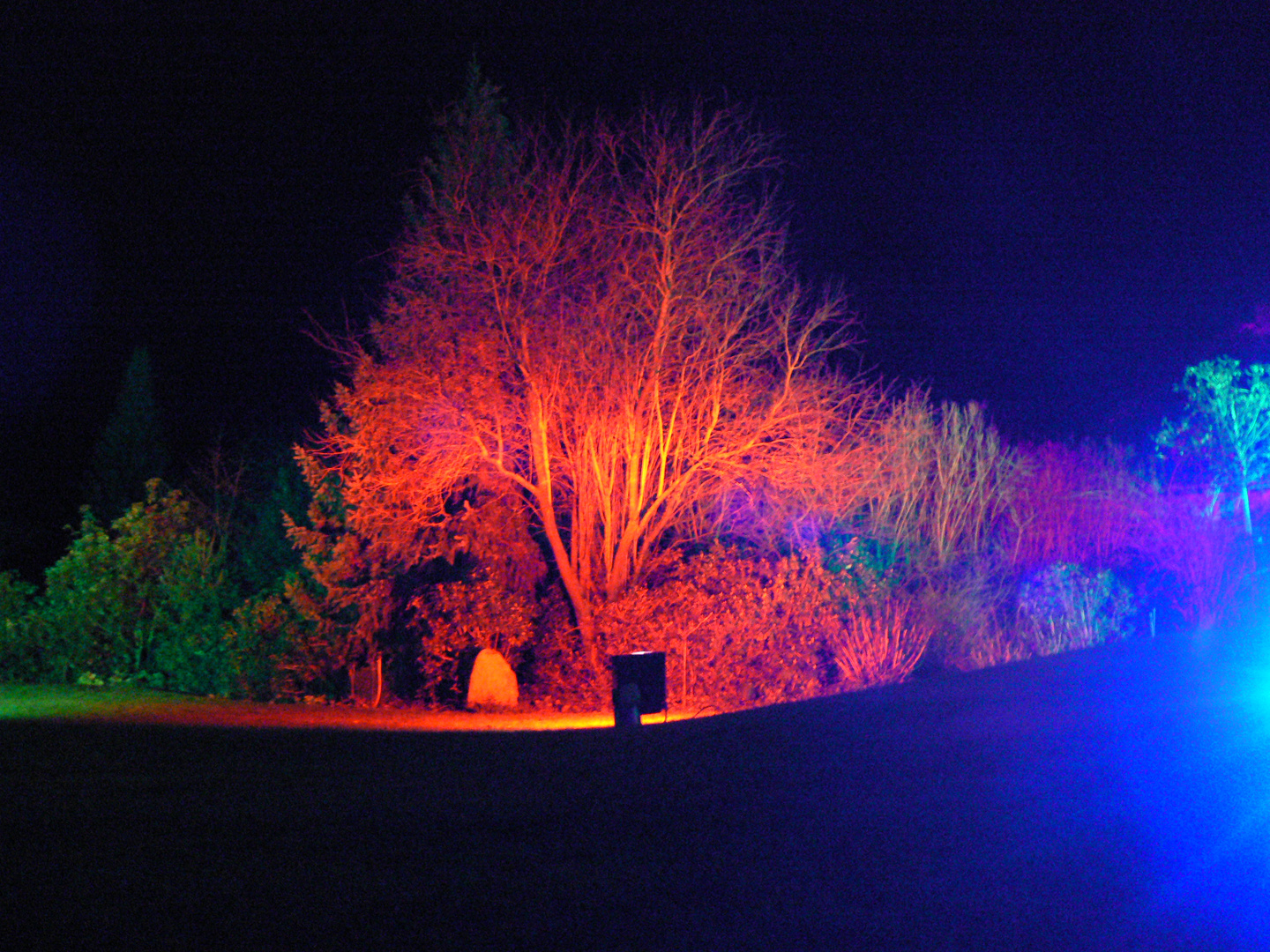 Baum und licht