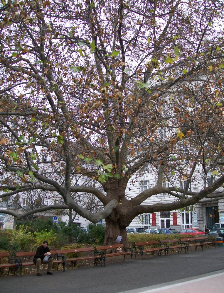 baum und mann