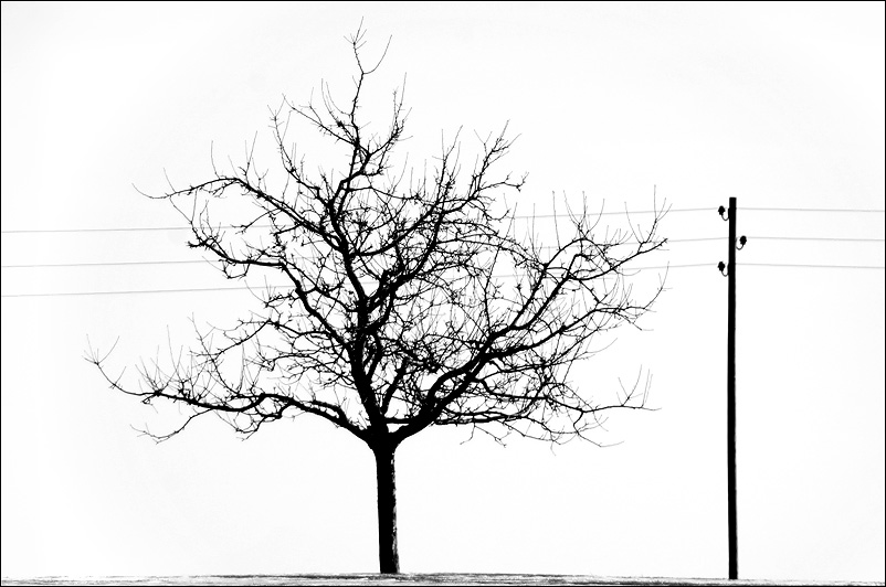 Baum und Mast