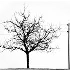 Baum und Mast