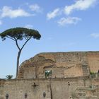 Baum und Mauer