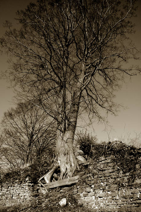 Baum und Mauer