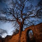 Baum und Mauer