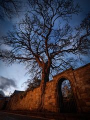 Baum und Mauer