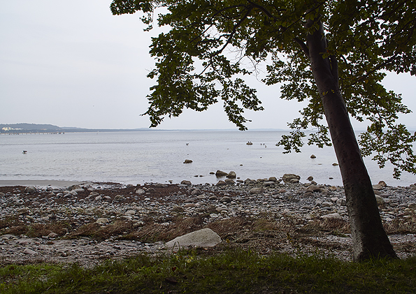 Baum und Meer