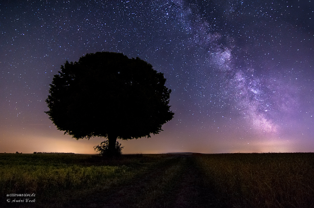 Baum und Milchstraße