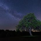 Baum und Milchstrasse