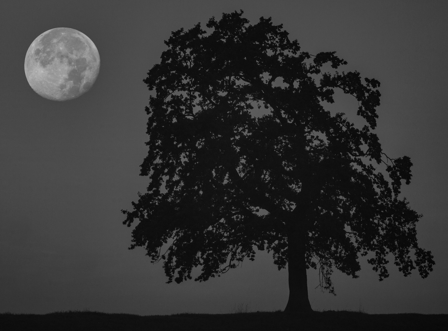 Baum und Mond am Morgen
