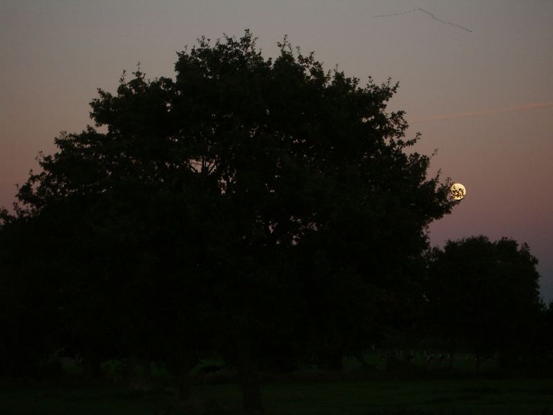 Baum und Mond