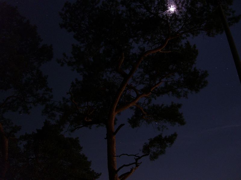 Baum und Mond