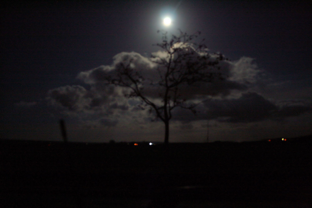 Baum und Mond